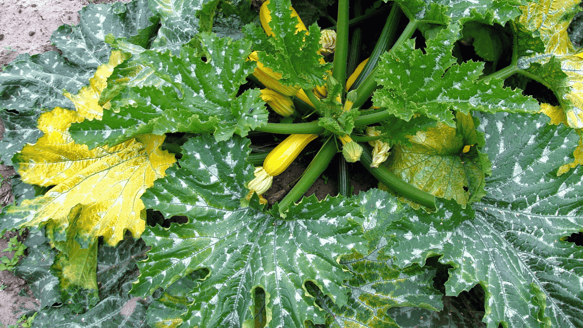 Zucchini-Blätter gelb