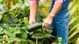 Jemand erntet eine Zucchini im Garten.