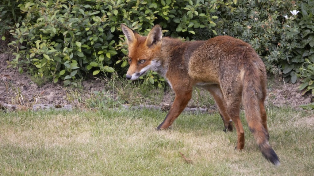 ein Fuchs in einem Garten
