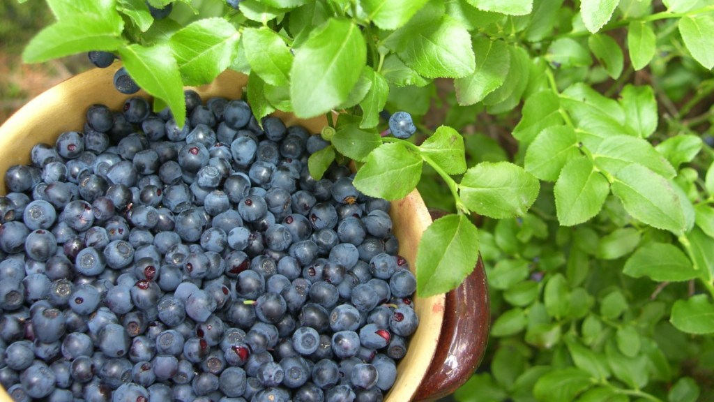 Blaubeeren werden vom Strauch gepflückt