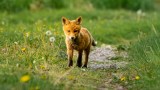 ein kleiner Fuchs auf einer Wiese
