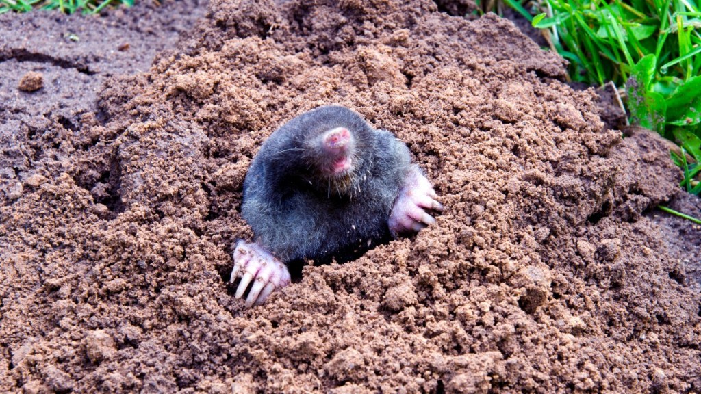 ein Maulwurf guckt aus einem Maulwurfshügel