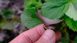 Schnecke von einer Pflanze absammeln.