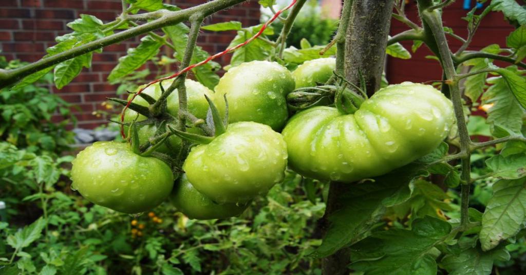Grüne Tomaten an einem Strauch.
