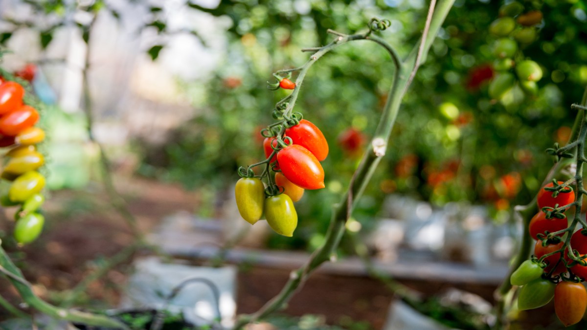 Grüne und rote Tomaten an einem Strauch.