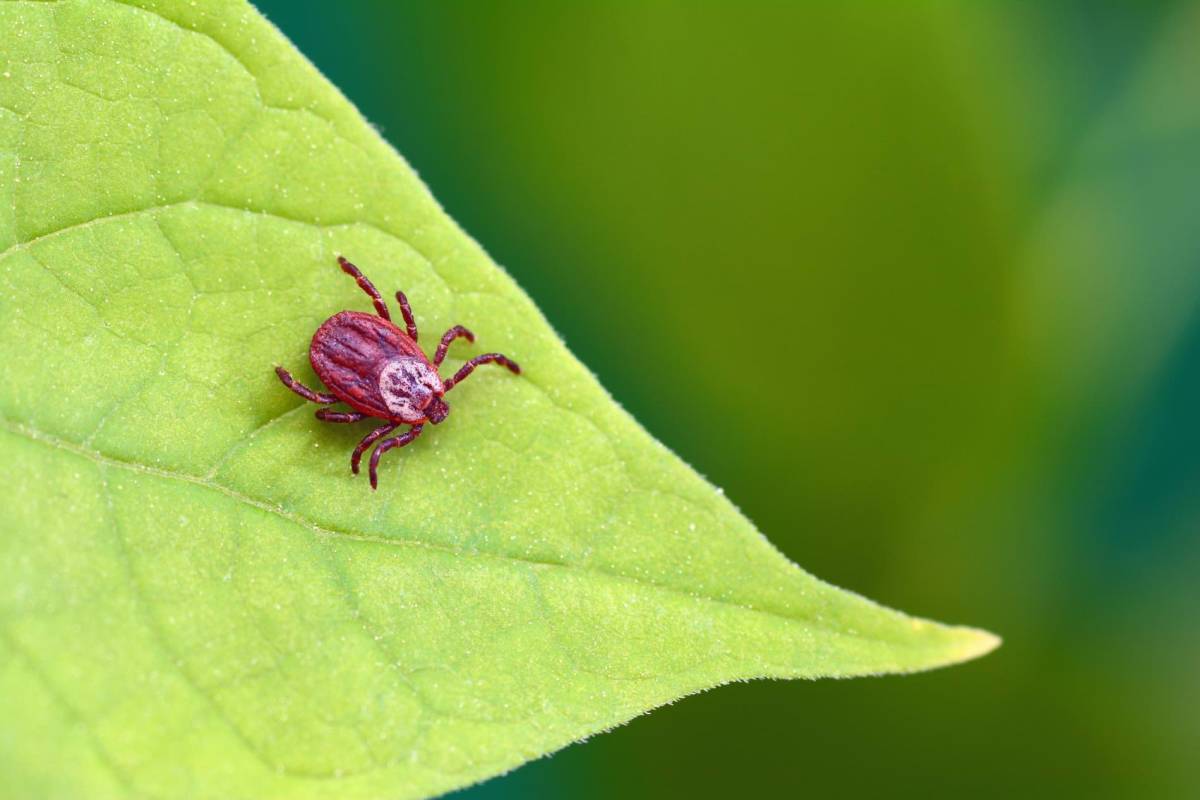 Eine Zecke auf einem Blatt in einem Garten, in Nahaufnahme.