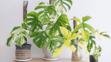 zimmerpflanzen für allergiker, Monstera in verschiedenen Größen